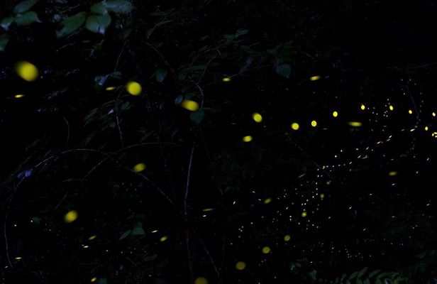 Sandakan Mangrove Fireflies Dinners Tastings and Cruise