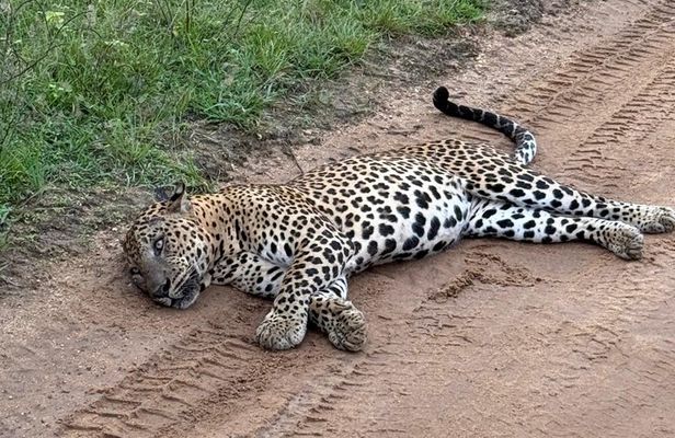 Yala National Park Full Day Safari with Jeep and Guide