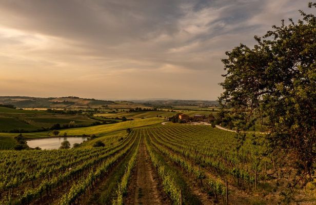 From Cortona Brunello di Montalcino Wine Tour with Lunch