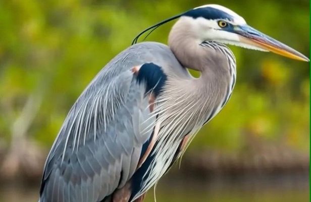 New Orleans Wings of the Wetlands Guided Birding Expedition