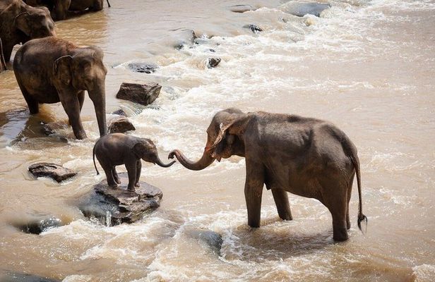 3-Days Masai Mara Migration Experience:Shared 4×4 Jeep Safari