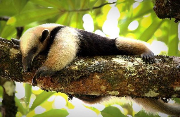 Sloth Wildlife Tour Guanacaste Waterfall Hanging Bridges Nature