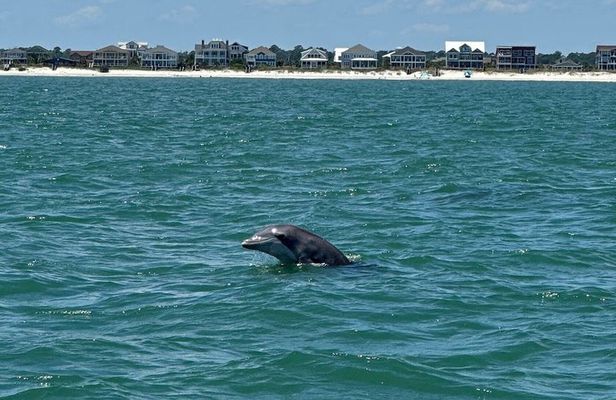 Dolphin & Sealife Cruise at Crazy Sister Marina