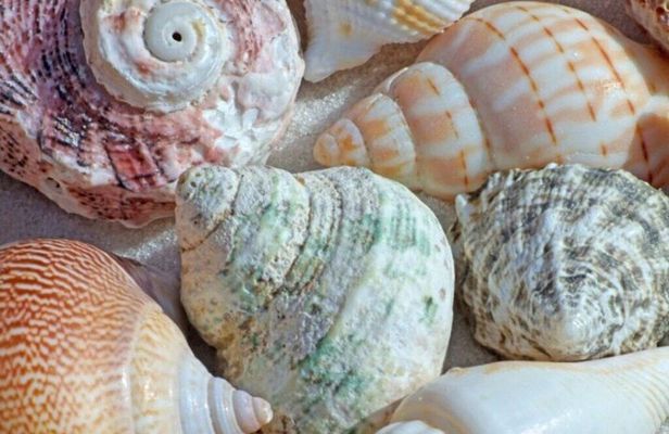 Private South Beach Ride Tour with Seashell World and Lunch
