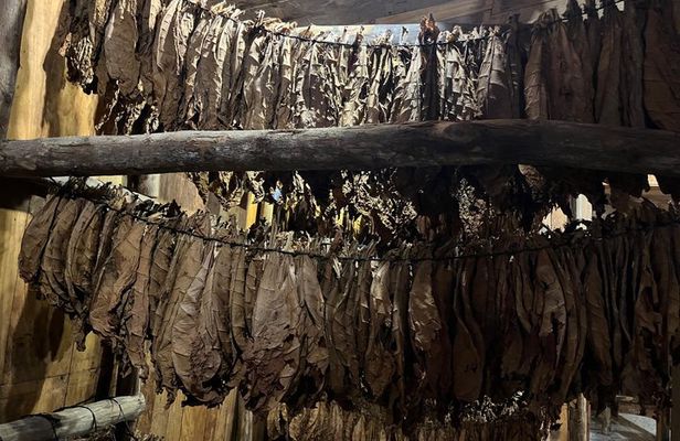 Puerto Plata Rum and Cigar Experience for Adults Only
