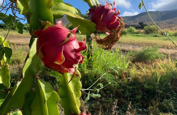 Tropical Fruit Tasting Experience