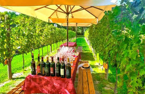 San Gimignano Wine Tasting & Tuscan Dinner at a Local Winery