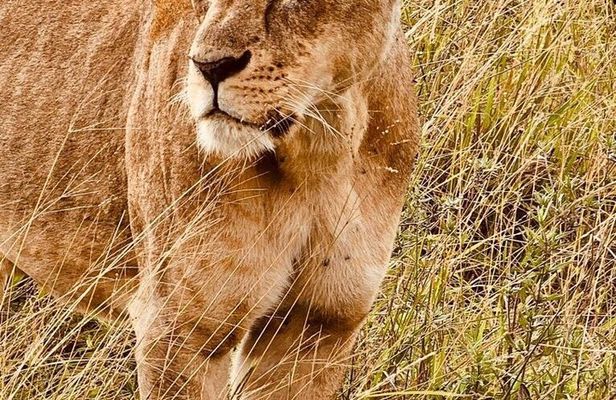 6 Days Safari Adventure in Maasai Mara