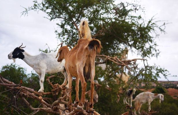Crocoparc and Goats in the Argan Trees Tour from Agadir
