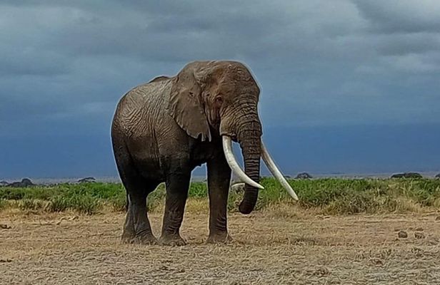 Tsavo East National Park Safari Tours with Lunch