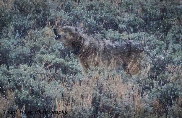 Private Yellowstone Wolf & Wildlife Safari from Bozeman