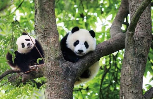 Private Guided Tour to Chengdu Panda Base