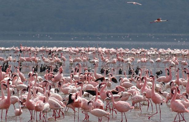 Half Day Tour To Lake Nakuru National Park From Nakuru