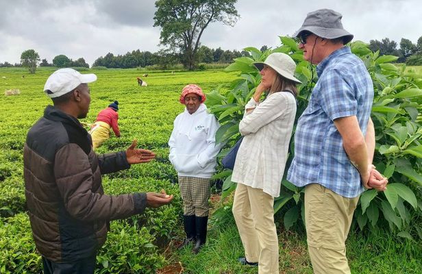 Nairobi : Private Tea Farm Tour With Tea Tasting & Lunch