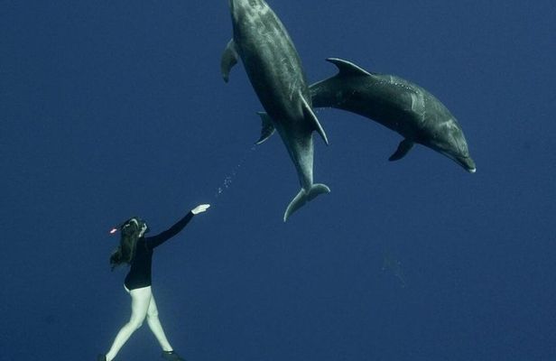 Ocean Safari Snorkel Tour Led by Marine Biologist