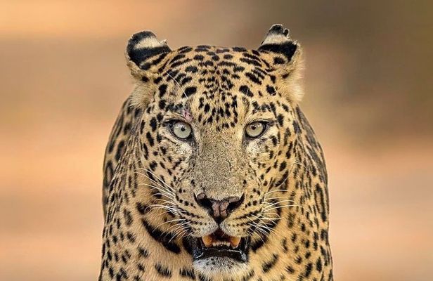 All inclusive Yala Private Leopard Safari: Naturalist & More