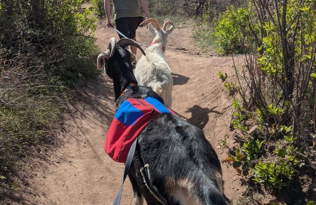 Goat hiking adventure near Morrison