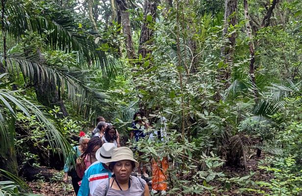 Zanzibar Island: Forest Trails & Turtle Encounters