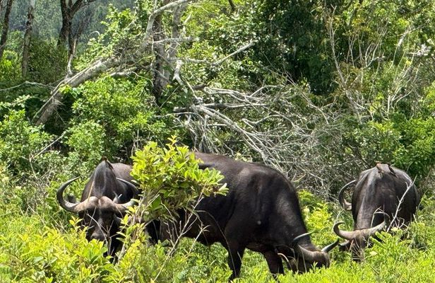 Shimba Hills and Sheldrick Waterfall Day Tour