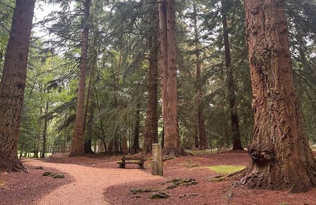 Private New Forest & Beaulieu Sightseeing from Southampton Cruise