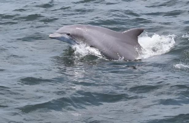 1 Hour Jet Ski Dolphin Experience