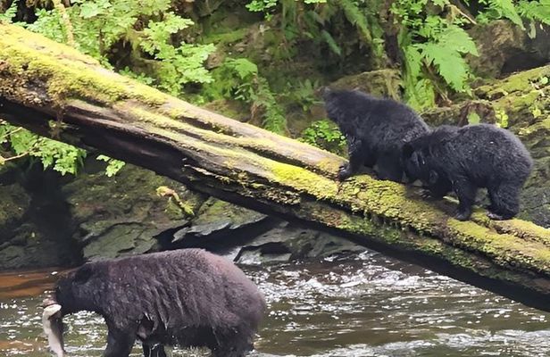 Private Custom Rainforest Hike and Photography Tour