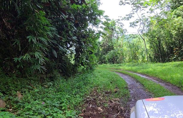 Discovery of the green side of the sacred island and its history