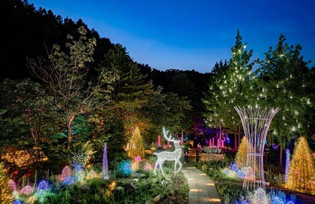 Alpaca World, Nami Island, Railbike and Light Festival from Seoul