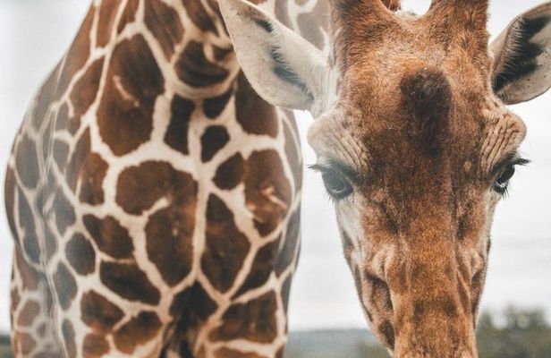 Fredericksburg Giraffe Safari and Dinner Experience