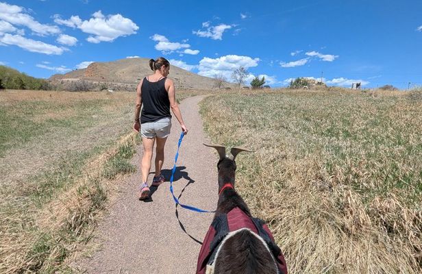 Goat hiking adventure near Morrison