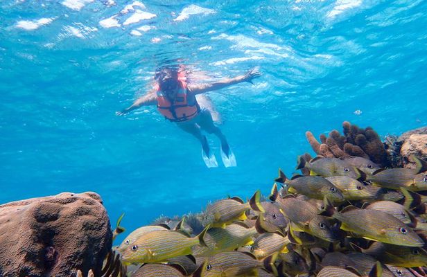 Coral Reef Snorkeling with Expert Guide