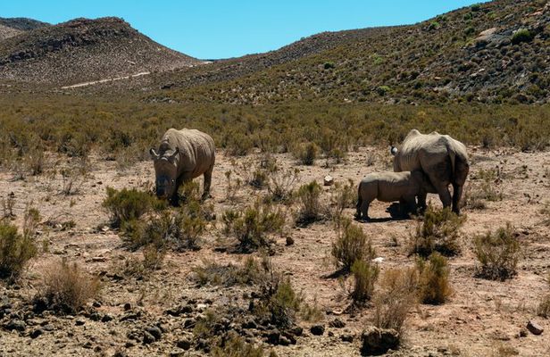 Cape Town Aquila Game Reserve Big 5 Afternoon Safari with Snacks