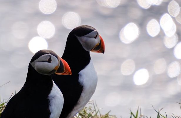 Seyðisfjörður: Puffins, Reindeer & Eastfjords Tour