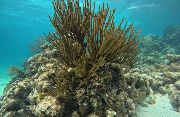 Mexico Rocks Snorkel Adventure from Ambergris Caye, San Pedro