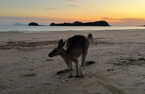 Airlie Beach: Wild Kangaroos on the Beach at Sunrise Eco Tour