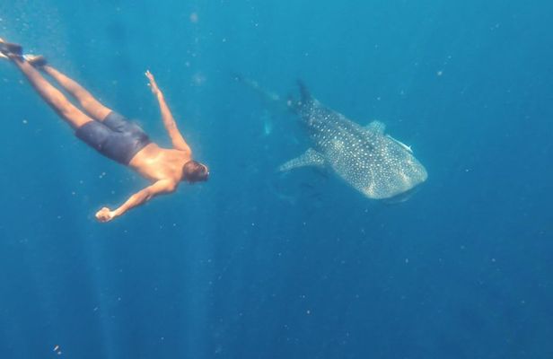 Whale Shark Encounter