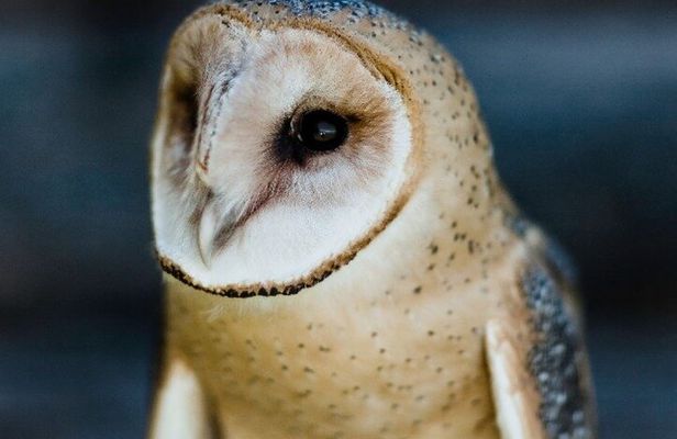 Falconry Experiences with Live Birds of Prey in Ellicottville, NY