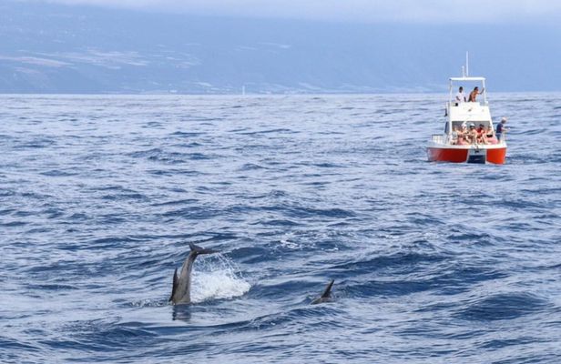 Coastal excursion with cetacean search