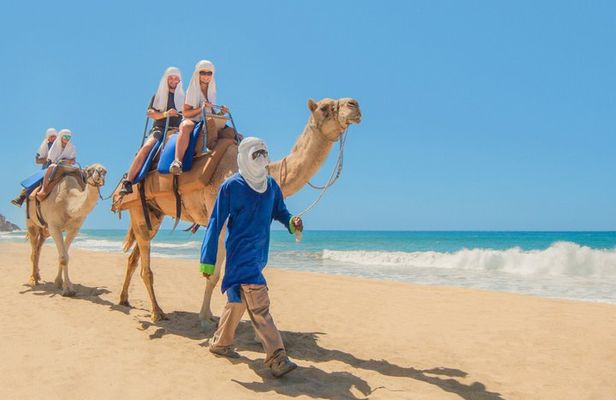 Camel Ride in Cabo San Lucas with Pick up and All Inclusive