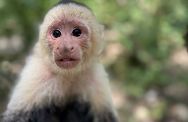 Crazy Clem Sloths, Monkeys & Island Adventure With a local guide