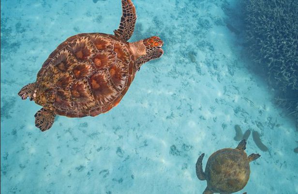 Snorkel with the Turtles - Fast Boat