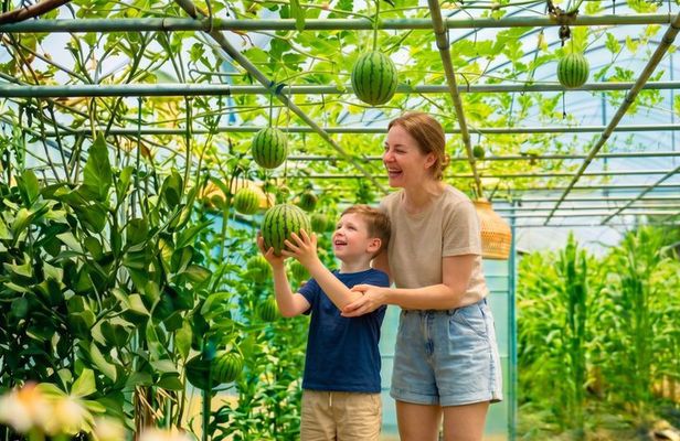 Seasonal Fruit Picking & Dream Cattle Farm Full-Day Experience