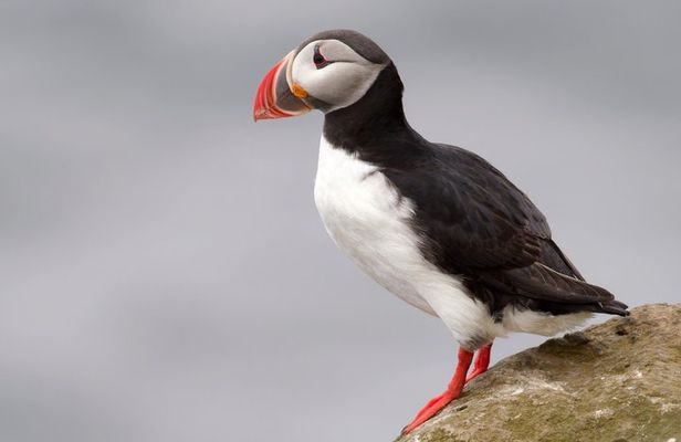 Whale Watching and Puffin Tour from Hauganes