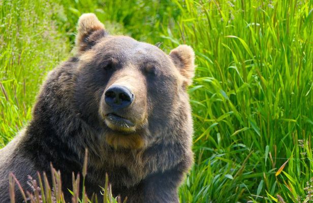 SUNSET Wilderness, Wildlife, Glacier & Nature-Free Photo Lessons