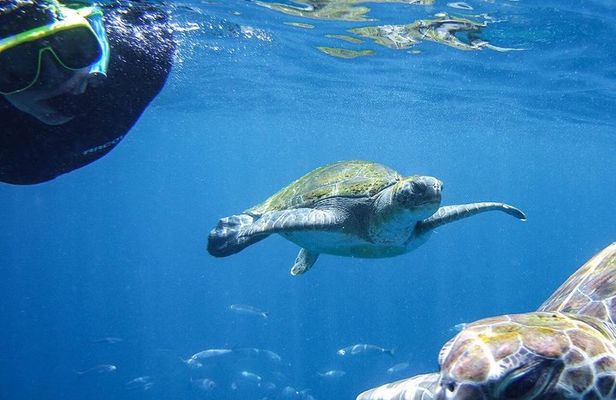 Tenerife Guided Snorkeling Tour with Gear