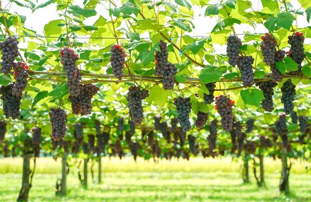 Family Vineyard Tour with Juice Tasting and Pairings