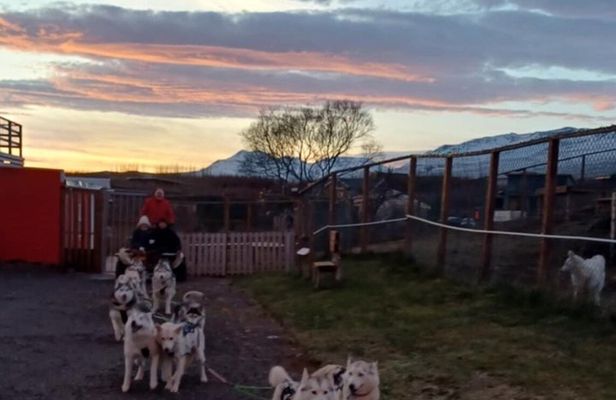 Dog cart-ride in Akureyri
