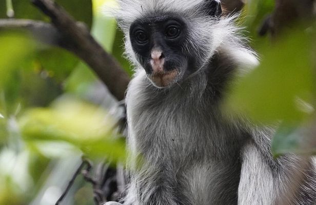 Jozani Forest, Spice Farm & Stone Town Full-Day Tour