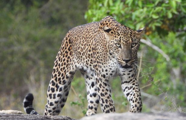 Yala National Park Full Day Wildlife Jeep Safari