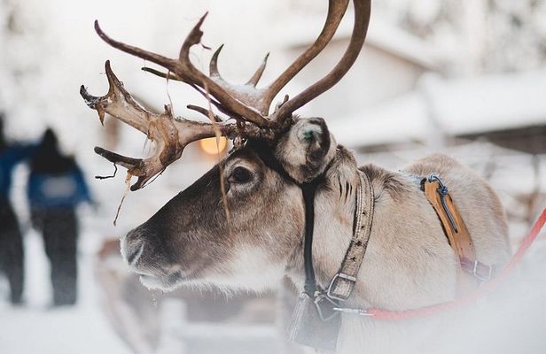 Snowmobile Safari with Reindeer Feeding and Sleigh Ride in Levi